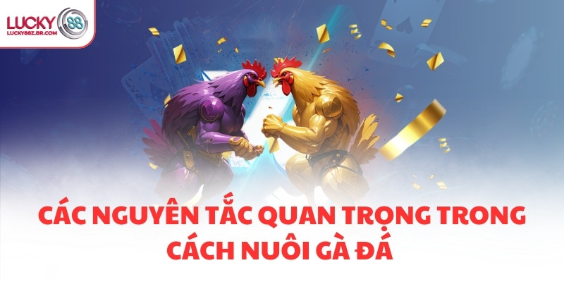 Các nguyên tắc quan trọng trong cách nuôi gà đá